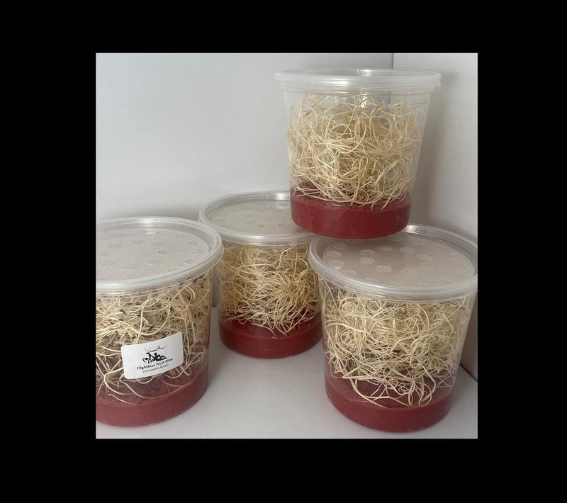 BugBoy4Ever Flightless Fruit Fly (D. hydei) Culture kit - Includes: 1 Complete Culture, 3 containers with lids, 4 oz Dry Medium, Wood Wool, with Directions - Image 2